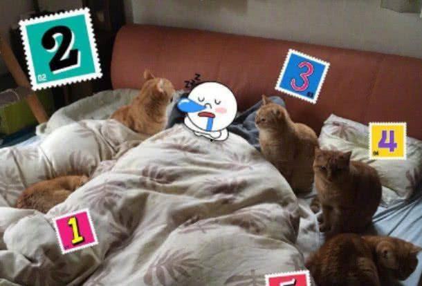 娱乐吃瓜酱橘猫